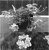 Verbena%20x%20hybrida%20%27Suntapilavepi%27