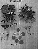 Rosa%20hybrid%20%27Poulcot005%27