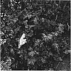 Heuchera%20hybrida%20%27TNHEU044%27