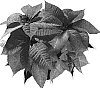Euphorbia%20pulcherrima%20%27NPCW04098%27