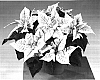 Euphorbia%20pulcherrima%20%28Willd.%29%20%27Fisholly%27