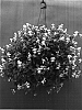 Torenia%20sp.%20%27Dancatblue%27