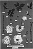 Rosa%20hybrida%20%27Meifaissel%27