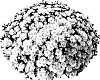 Chrysanthemum%20morifolium%20%27Gedi%20Three%20Ver%27
