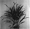 Cordyline%20terminalis%20%27Maroon%20Magic%27