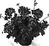 Pelargonium%20peltatum%20%27Duebertinostar%27