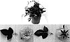Rosa%20hybrida%20%27Evera%20116%27