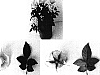 Rosa%20hybrida%20%27Evera%20107%27