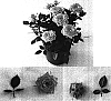 Rosa%20hybrida%20%27Evera%20101%27