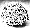 Chrysanthemum%20morifolium%20%27PPP%20TER%20Y05%27