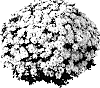 Chrysanthemum%20morifolium%20%27PPP%20PAD%20L05%27