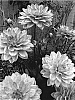 Dahlia%20hybrida%20%27Karma%20Prospero%27