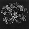 Chrysanthemum%20x%20morifolium%20%27Yofiona%27