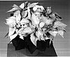 Euphorbia%20pulcherrima%20%27Fiscinne%27