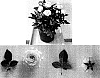Rosa%20hybrida%20%27Evera%20119%27