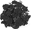 Pelargonium%20peltatum%20%27Dueantaria%27
