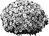 Chrysanthemum%20morifolium%20%27PPP%20MIL%20PK05%27