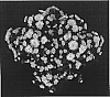 Chrysanthemum%20x%20morifolium%20%27Yobethany%27