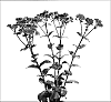 Sedum%20telephium%20%27Novem%27
