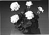 Pelargonium%20x%20hortorum%20%27Fisroweiss%27