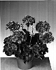 Pelargonium%20x%20hortorum%20%27Fislore%27