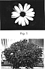 Osteospermum%20fruticosum%20%27Kakegawa%20AU17%27