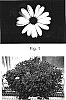 Osteospermum%20fruticosum%20%27Kakegawa%20AU17%27