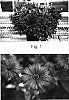 Osteospermum%20hybrid%20%27Kakegawa%20AU16%27