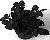 Fittonia%20verschaffeltii%20%27Joly%20Josan%27