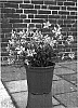 Gaura%20lindheimerii%20%27Gausudre%27