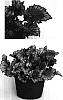 Begonia%20rex%20hybrid%20%27Charlotte%20Chiffon%27