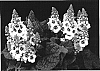 Verbascum%20hybrid%20%27Dark%20Eyes%27