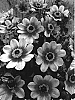 Dahlia%20hybrida%20%27HS%20Date%27