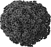 Chrysanthemum%20morifolium%20%27Gedi%20Three%20Luca%27