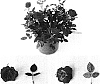 Rosa%20hybrida%20%27Evera%20102%27