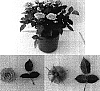 Rosa%20hybrida%20%27Evera%20129%27