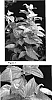 Saururus%20chinensis%20%27Flaming%20Dragon%27