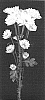 Chrysanthemum%20x%20morifolium%20%27Yoidea%27