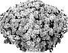 Chrysanthemum%20morifolium%20%27Gedi%20Three%20Pyel%27