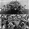 Torenia%20sp.%20%27Sunrenicopalave%27