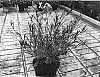 Gaura%20lindheimeri%20%27Passionate%20Rainbow%27