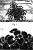 Solenostemon%20scutellarioides%20%27Kakegawa%20CE10%27