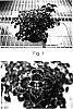 Solenostemon%20scutellarioides%20%27Kakegawa%20CE9%27