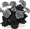 Pelargonium%20x%20hortorum%20%27Dueceline%27