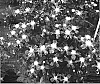 Clematis%20hybrid%20%27Center%20Star%27
