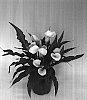 Zantedeschia%20sp.%20%27Captain%20Cupido%27