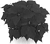 Euphorbia%20pulcherrima%20%27Alreddy%20Red%27