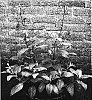 Phygelius%20aequalis%20x%20capensis%20%27Yapor%27