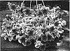 Petunia%20x%20hybrida%20%27Petzebrina%27