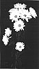 Chrysanthemum%20x%20morifolium%20%27Yocool%27
